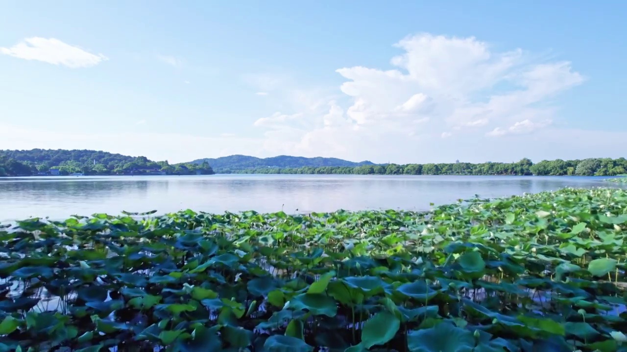 杭州夏日西湖荷花 航拍视频素材