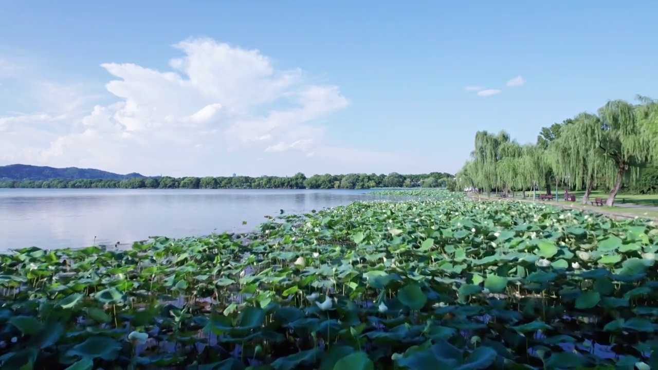 杭州夏日西湖荷花 航拍视频素材