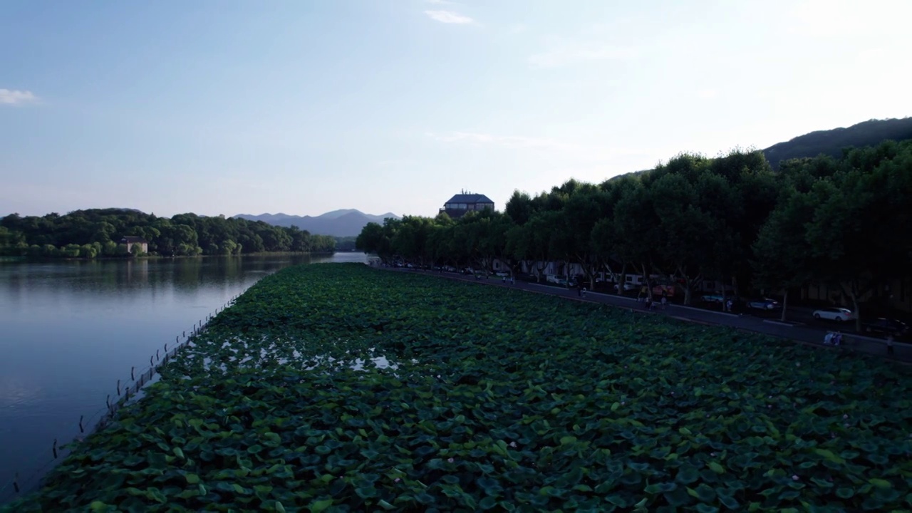 杭州夏日西湖荷花 航拍视频素材