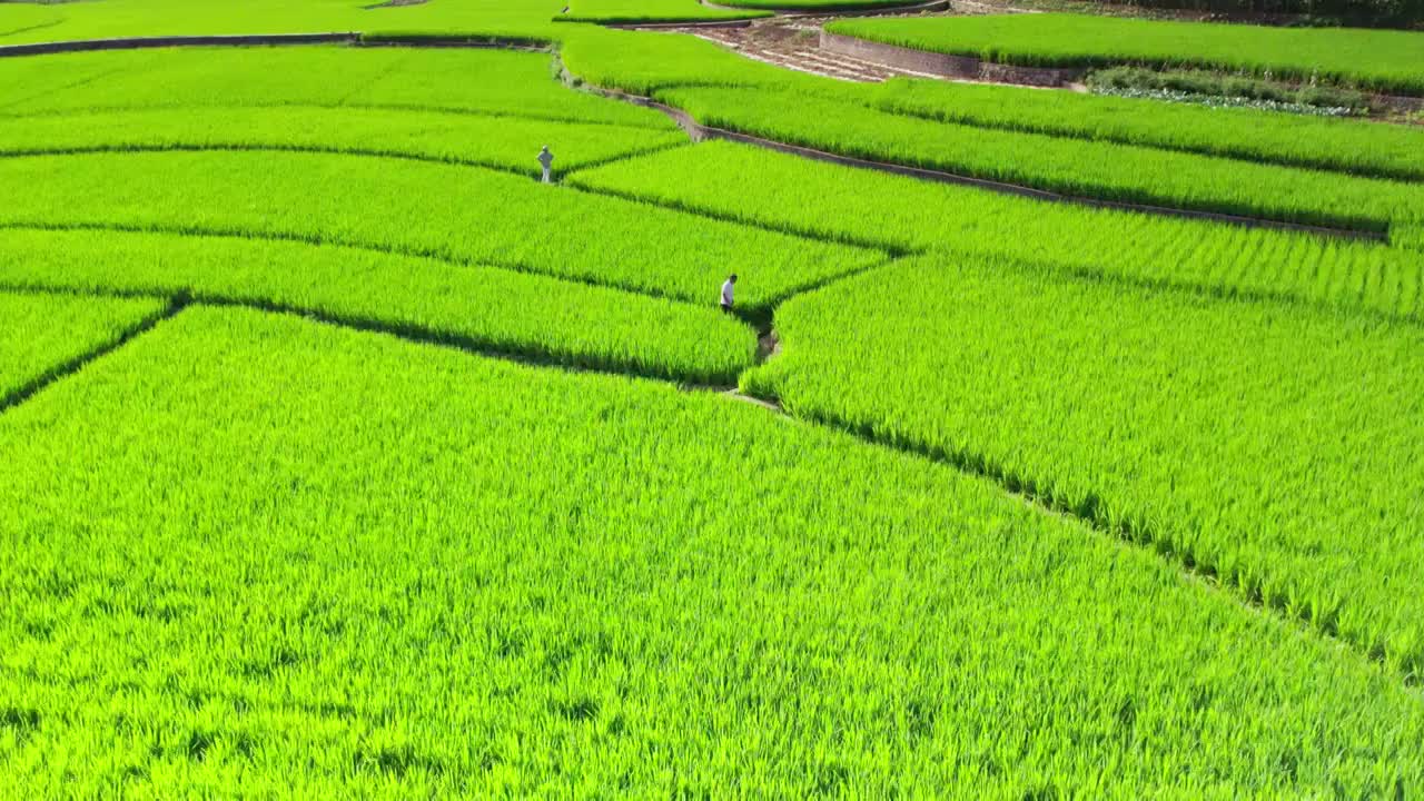 万峰林夏天稻田视频素材