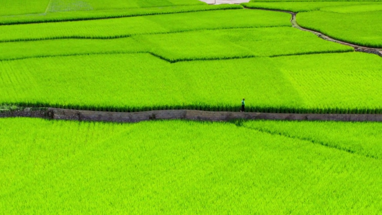 万峰林夏天稻田视频素材