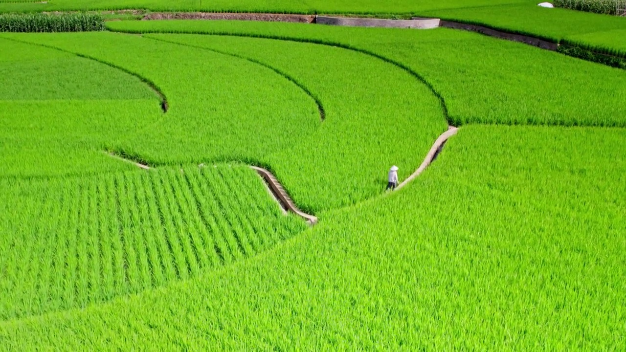 万峰林夏天稻田视频素材