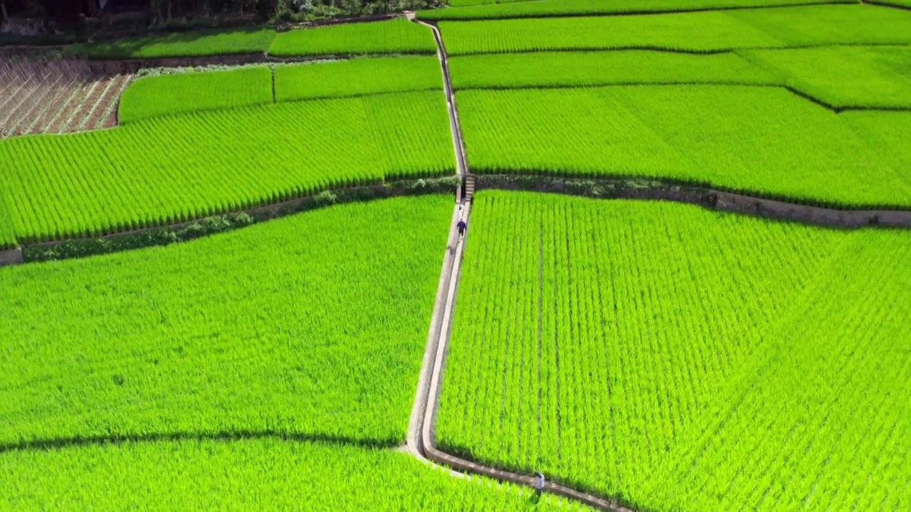 万峰林夏天稻田视频素材