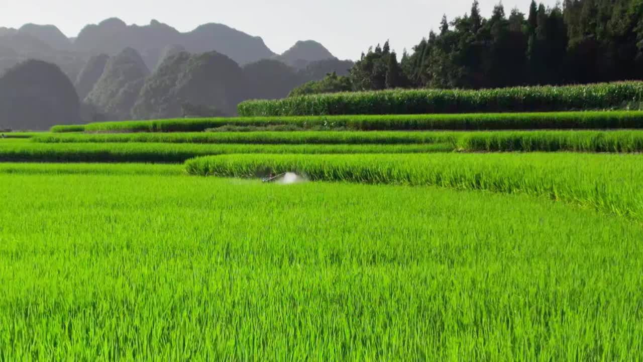 万峰林稻田打农药视频素材