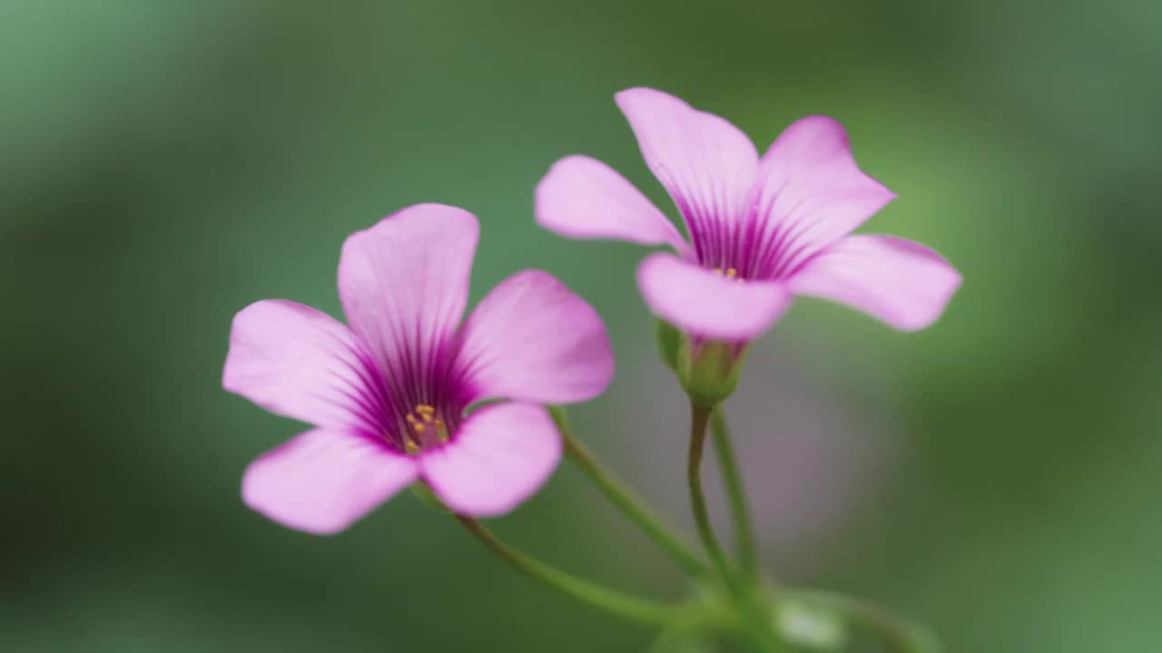 野外红花酢浆草特写视频素材