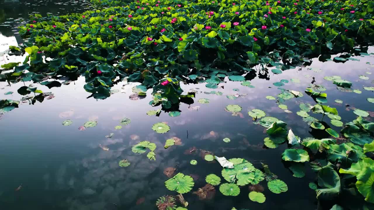 航拍镜头下的荷塘与荷花视频下载