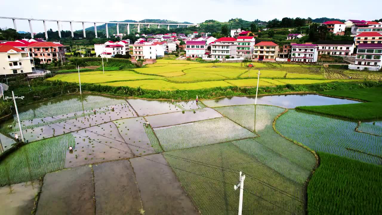 夏季正在进行双抢的水稻田视频素材