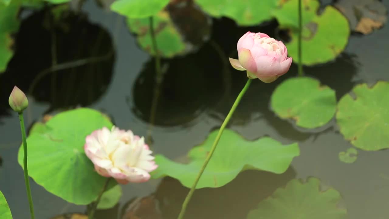 雨中的荷花视频素材