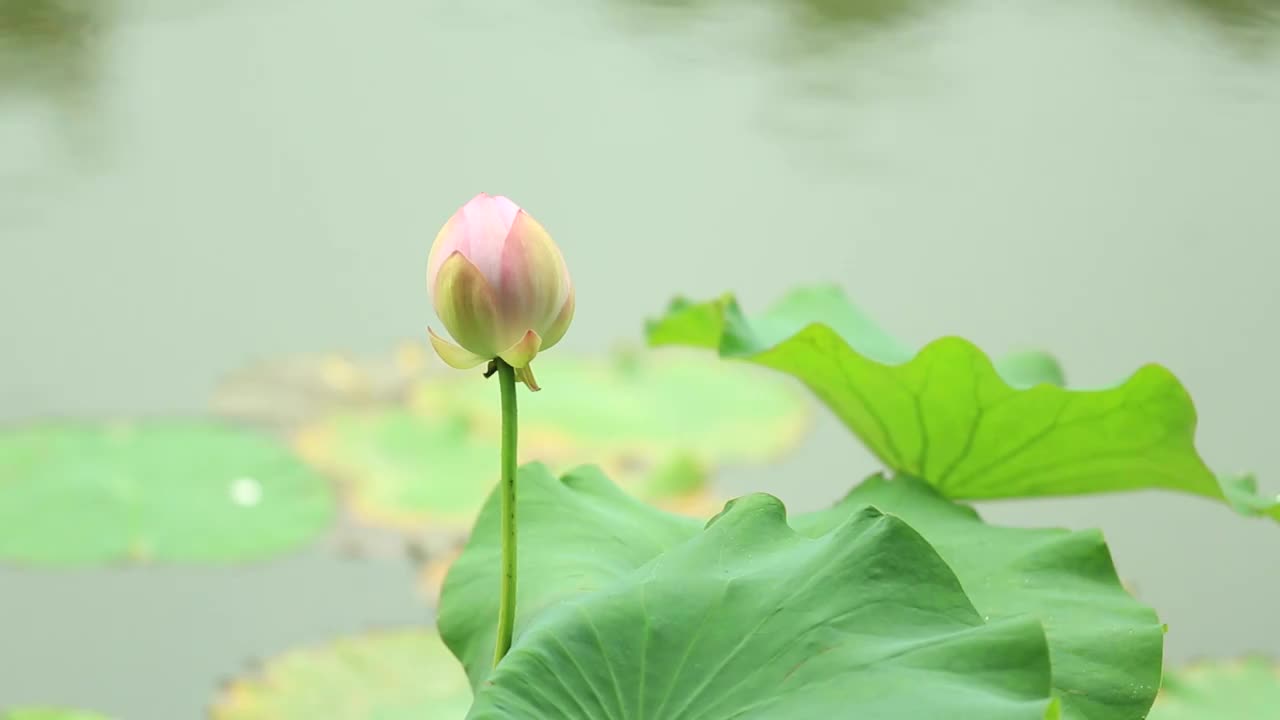 雨中的荷花视频素材