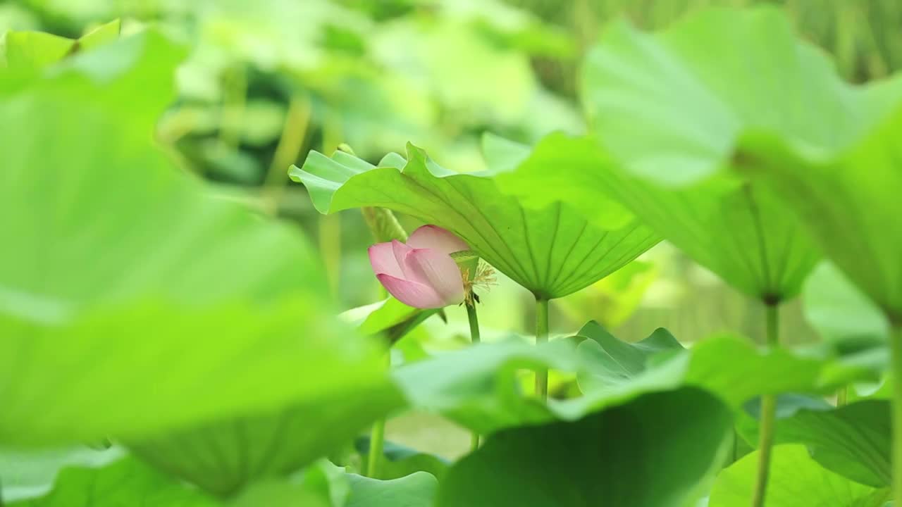 微风中的荷花视频素材