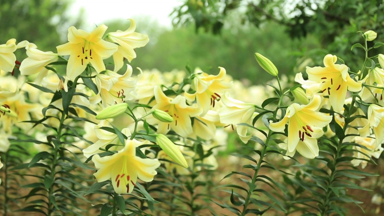 百合花视频素材