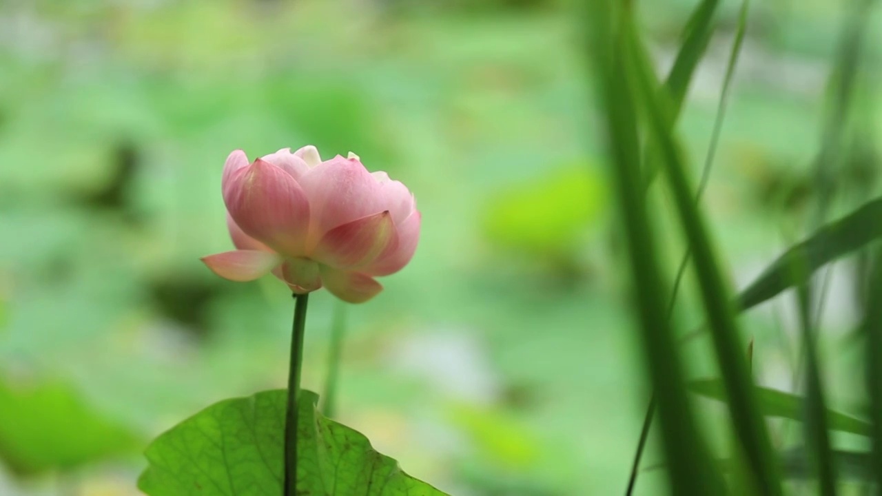 荷花与芦苇在风中摇摆视频素材