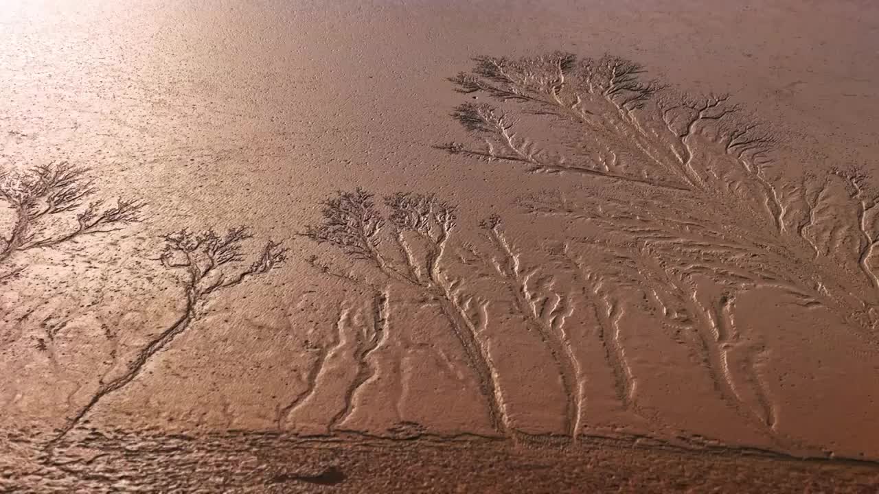 黄河滩涂生命之树视频素材