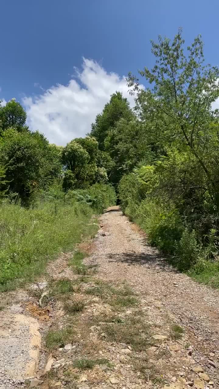 夏天走在森林里的小路上视频素材