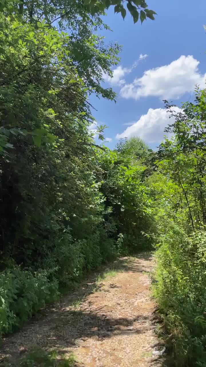 夏天走在森林里的小路上视频素材