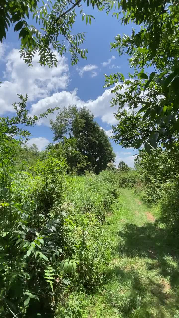 夏天走在森林里的小路上视频素材