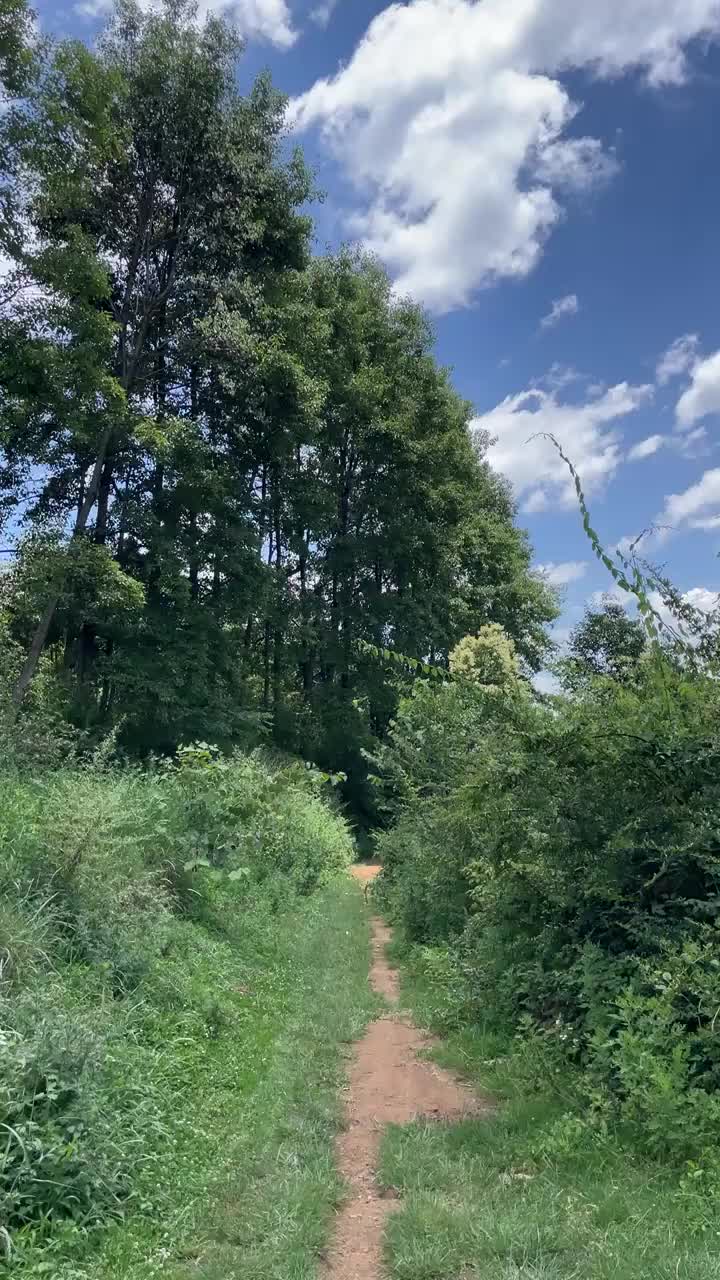 夏天走在森林里的小路上视频素材