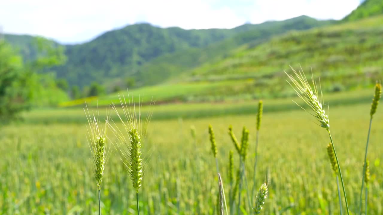 小麦 麦田 麦穗 农村 农业 田地 乡村视频素材