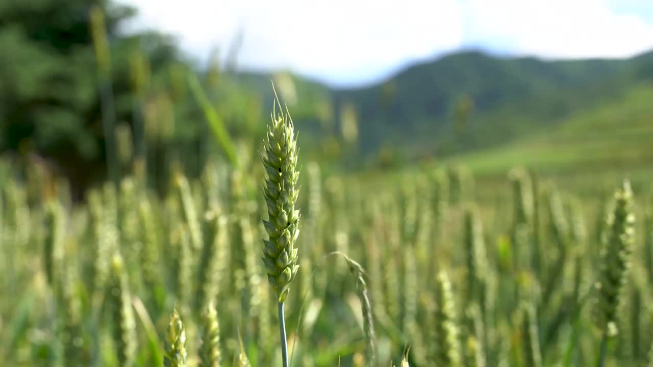 小麦 麦田 麦穗 农村 农业 田地 乡村视频素材