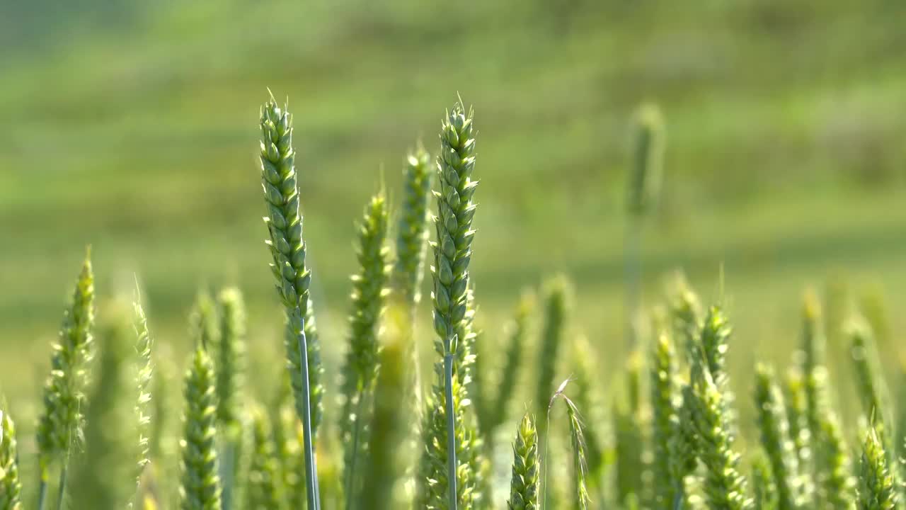 小麦 麦田 麦穗 农村 农业 田地 乡村视频素材