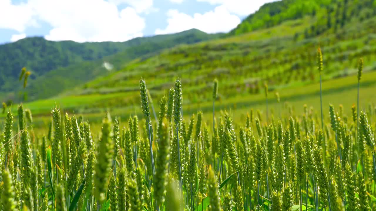 小麦 麦田 麦穗 农村 农业 田地 乡村视频下载