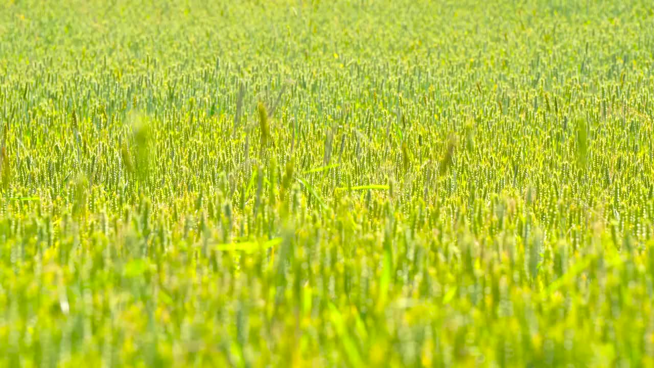 小麦 麦田 麦穗 农村 农业 田地 乡村视频素材