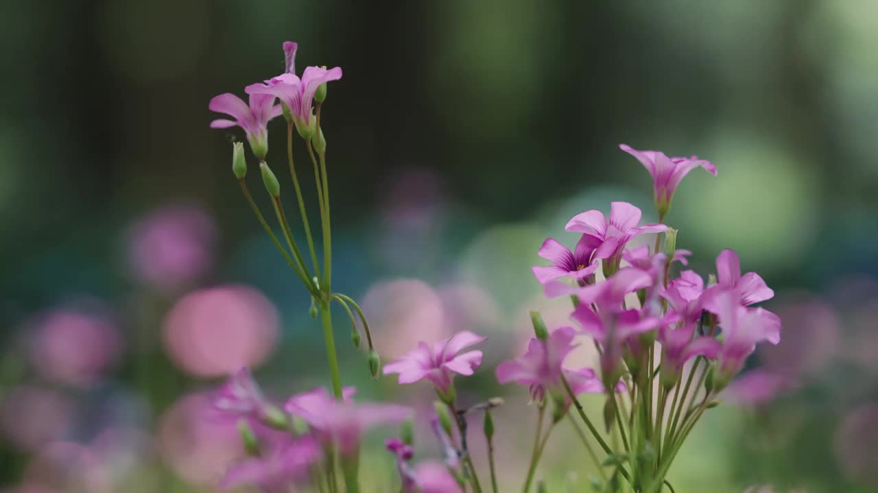 野外红花酢浆草特写视频素材