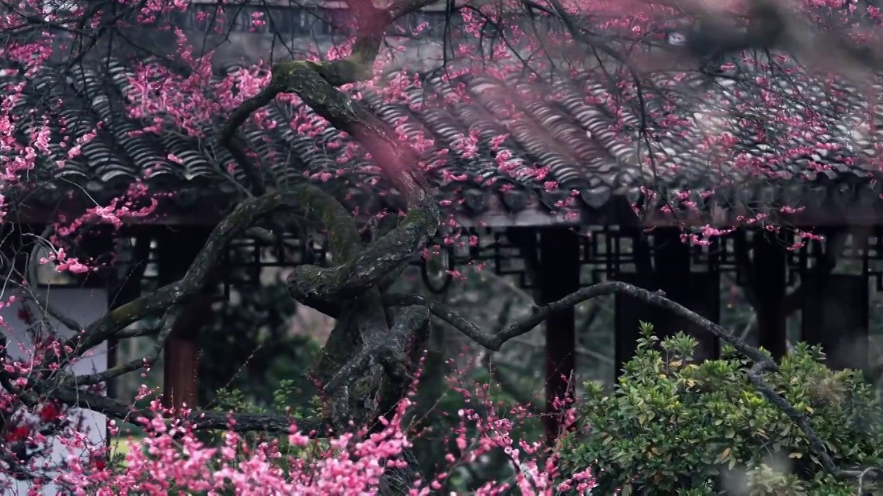 植物园粉色花朵美景视频购买