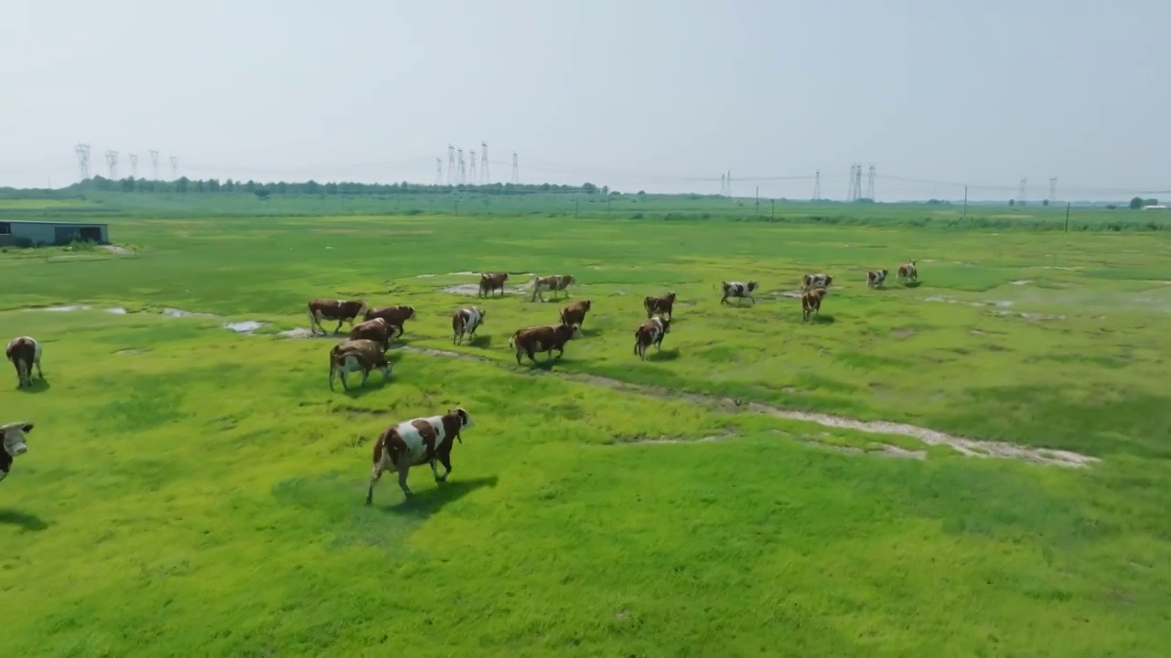 草地牛散养航拍视频素材