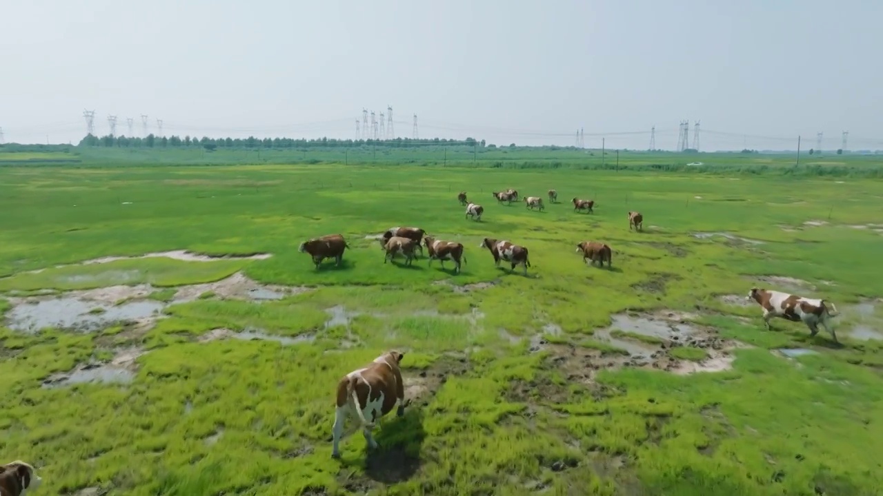 草地牛散养航拍视频素材