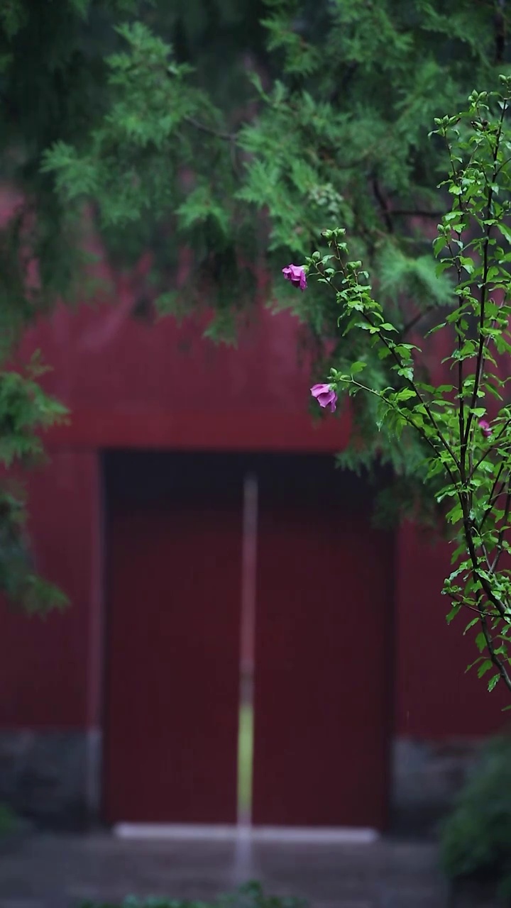 北京下雨视频下载