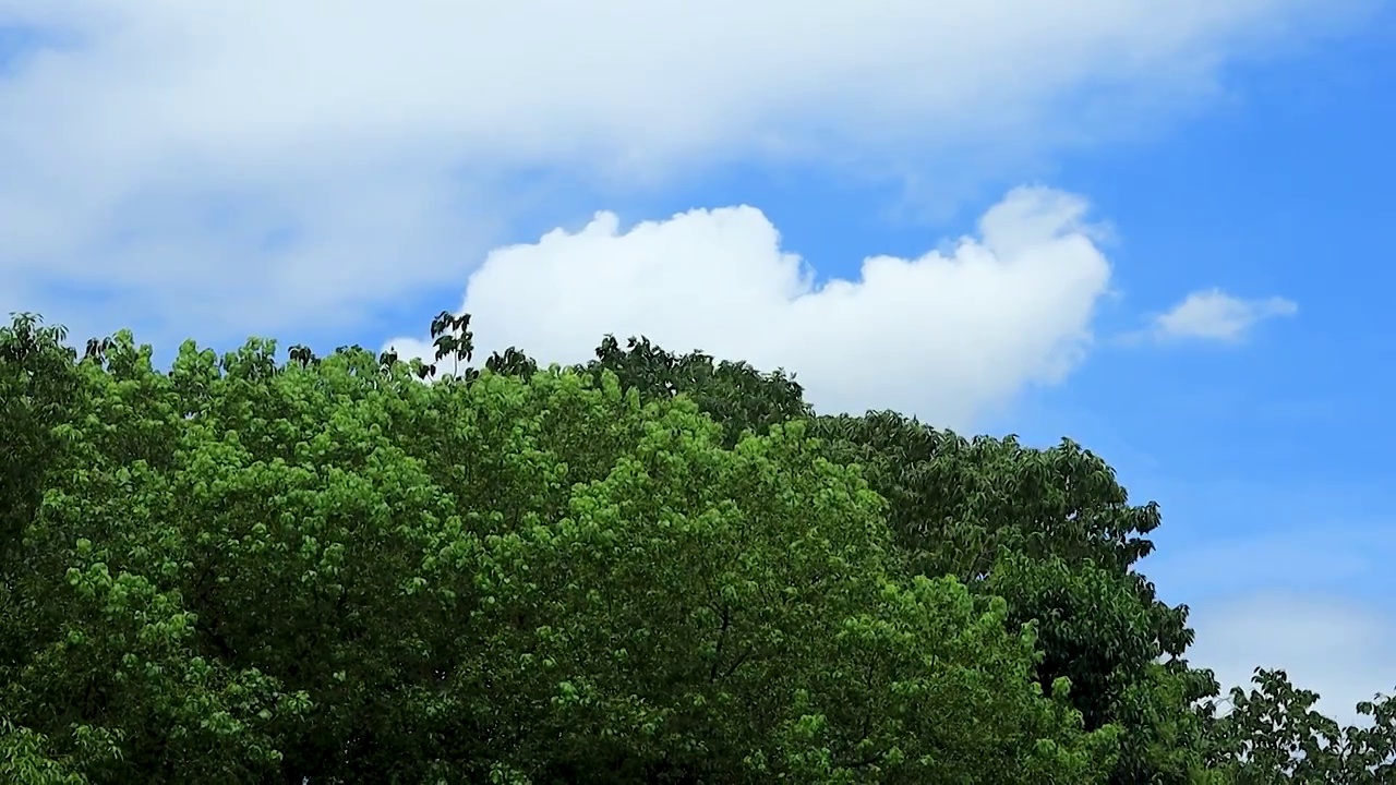 炎炎夏日蓝天白云下的树木视频素材