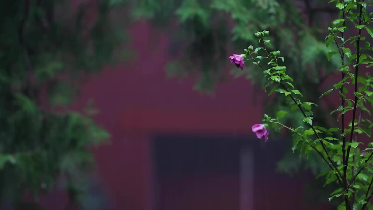 故宫下雨中的木槿花视频下载