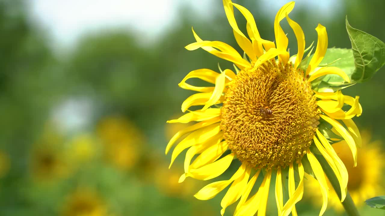 向日葵上采蜜的蜜蜂视频素材