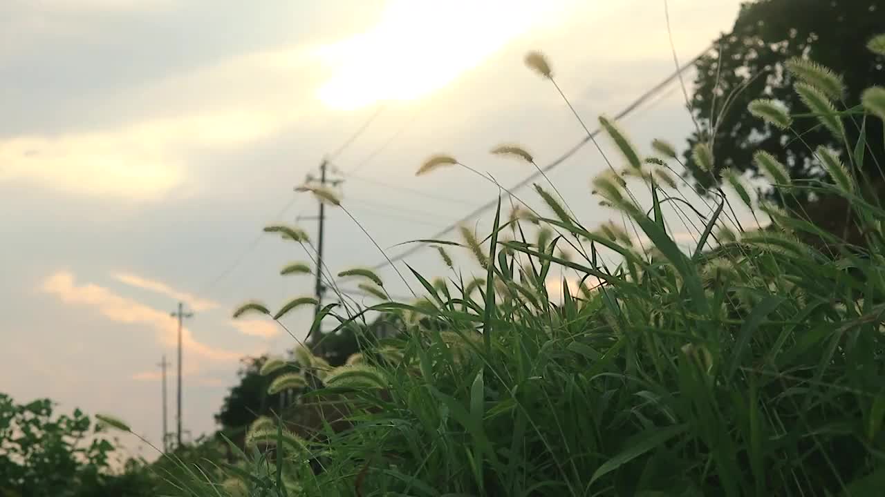 傍晚时分的田野中狗尾草在随风摇曳视频素材