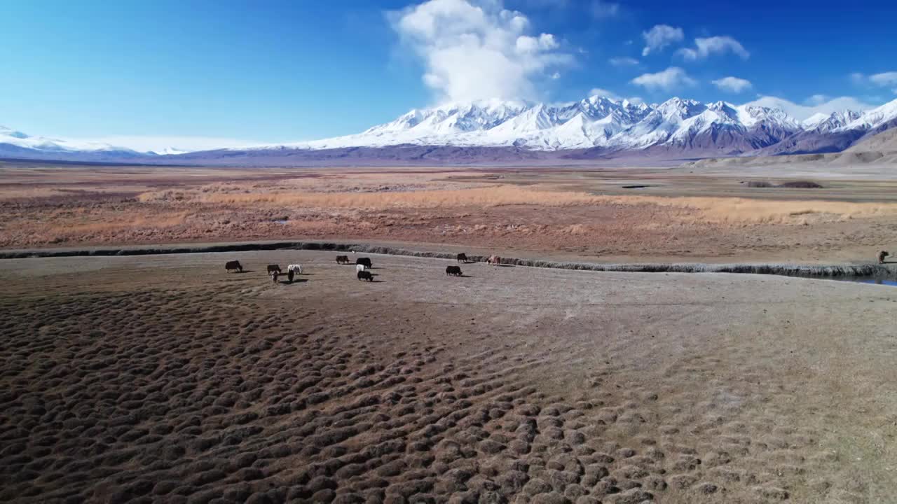 新疆喀什塔县塔合曼湿地风光视频素材