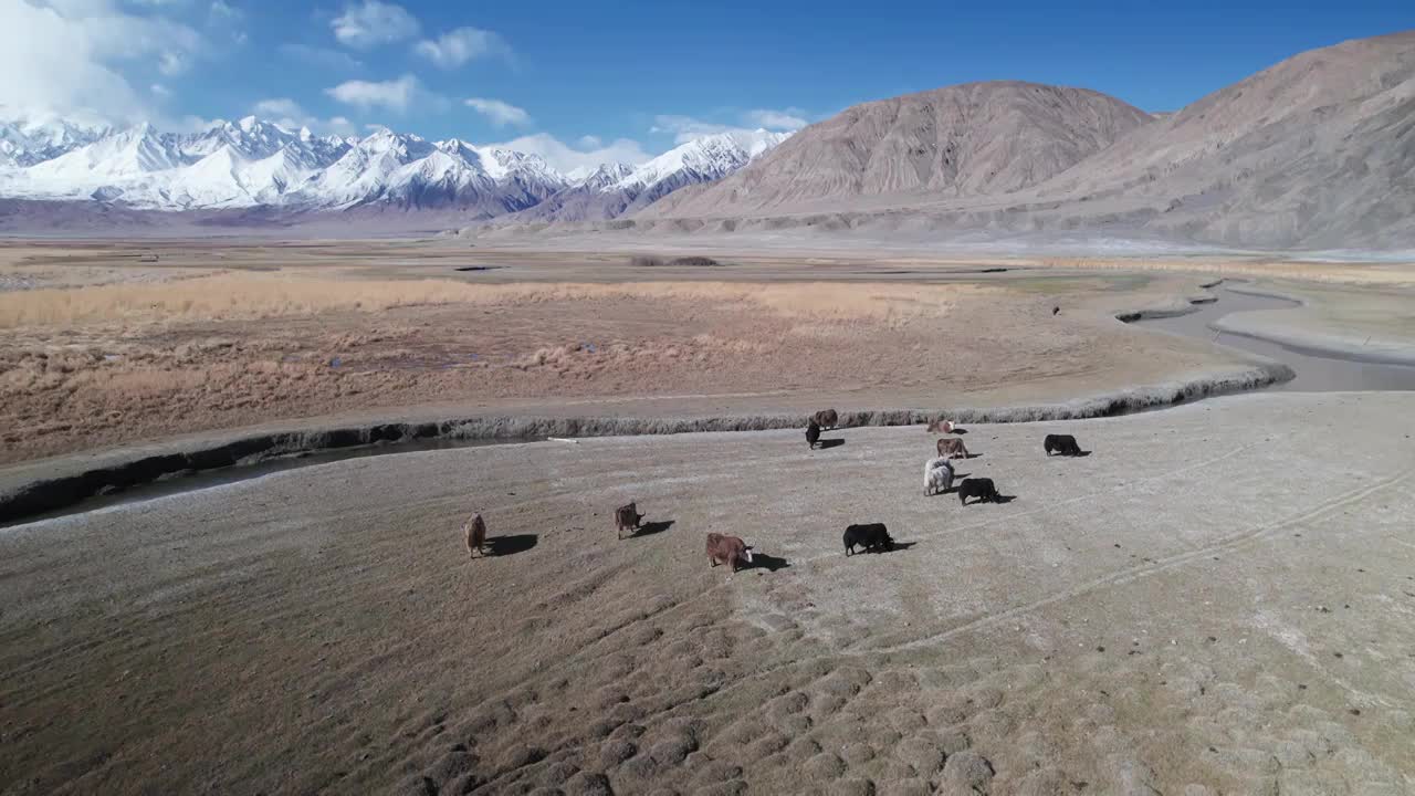 新疆喀什塔县塔合曼湿地风光视频素材