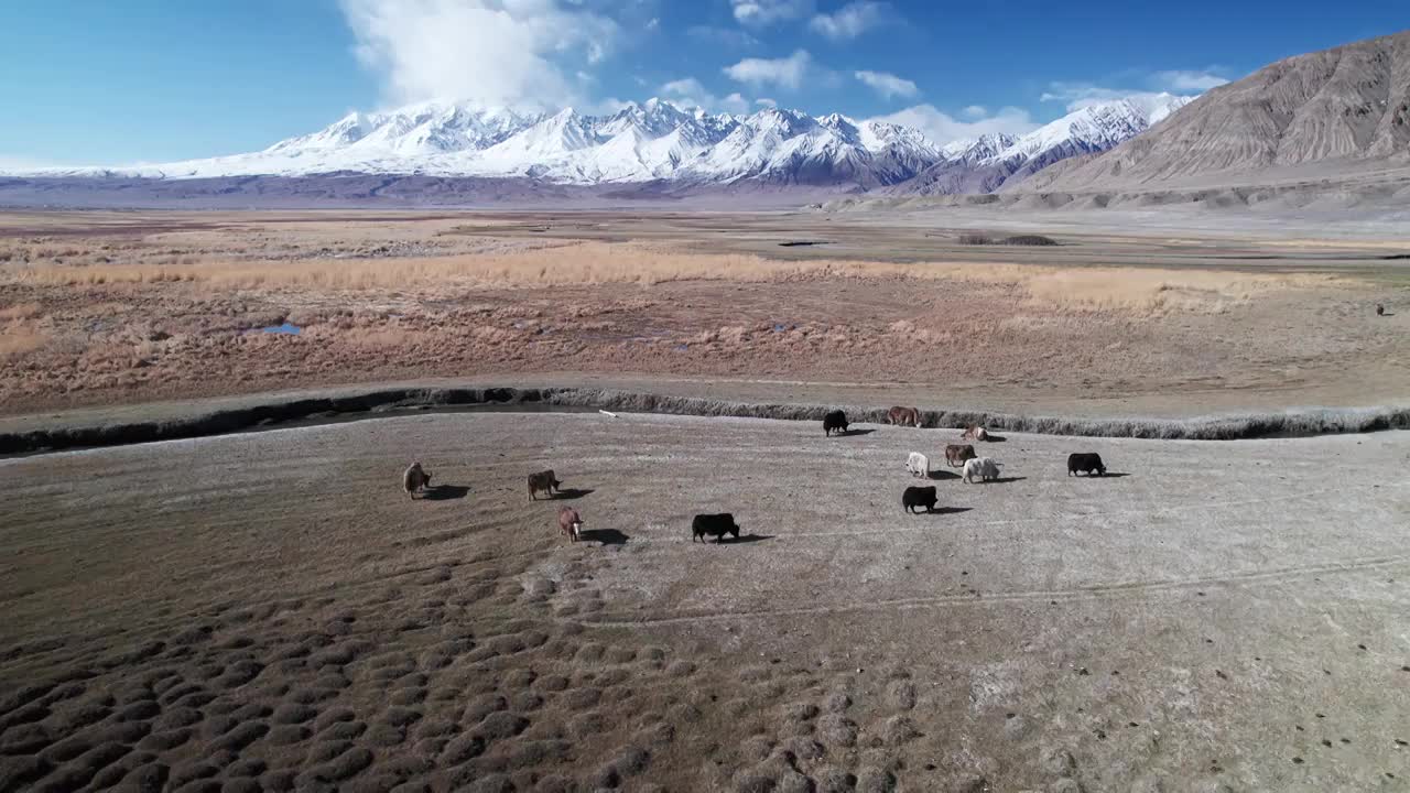 新疆喀什塔县塔合曼湿地风光视频素材