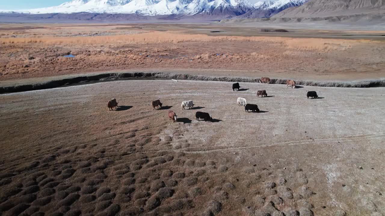 新疆喀什塔县塔合曼湿地风光视频素材