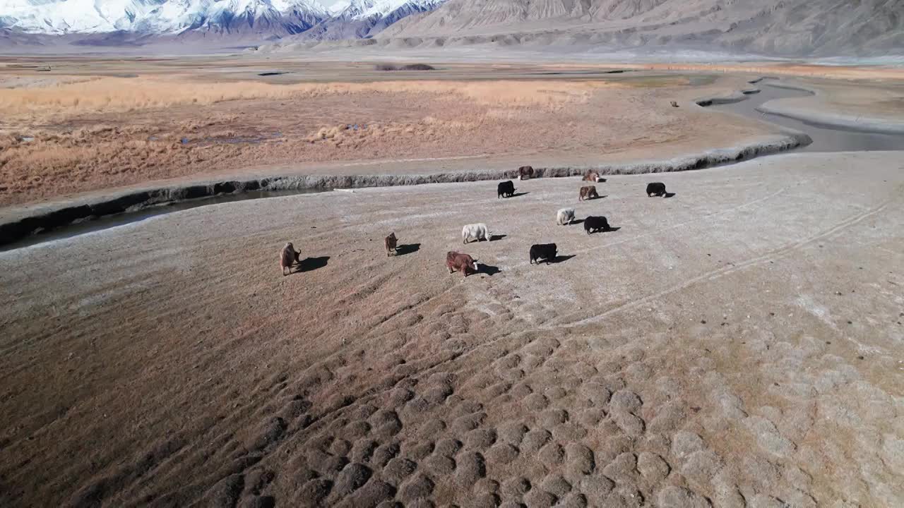 新疆喀什塔县塔合曼湿地风光视频素材