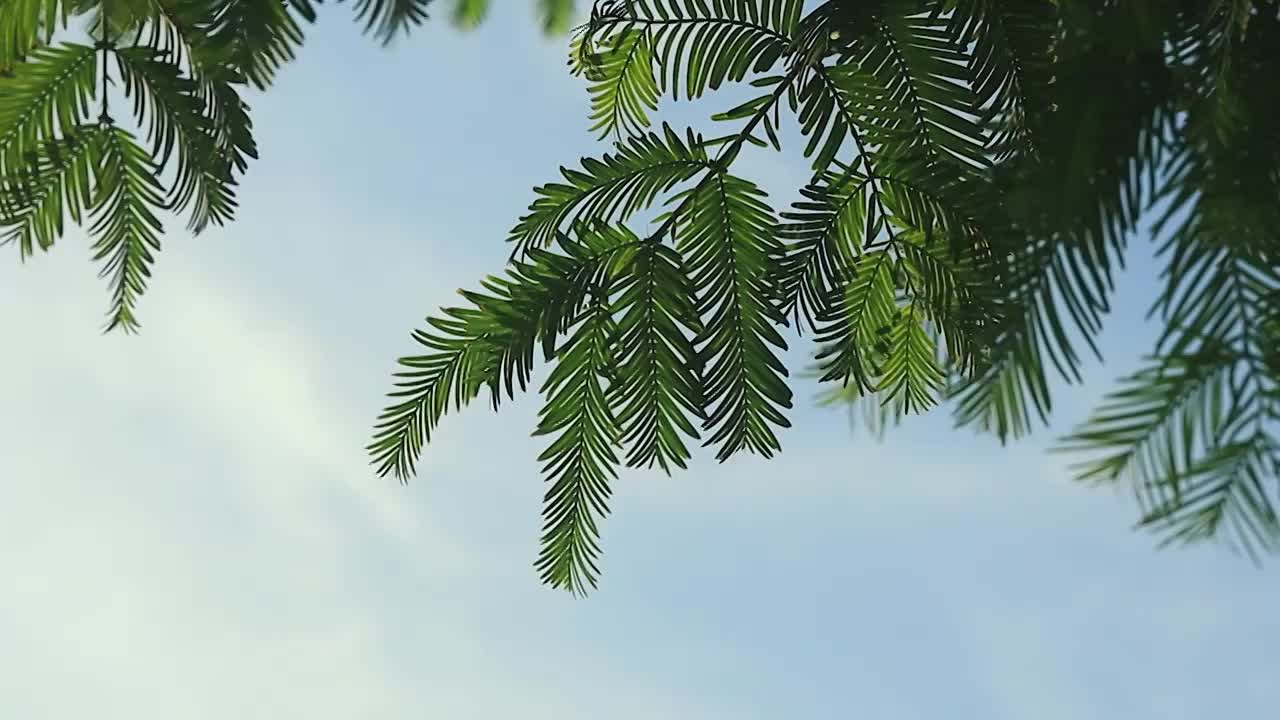 晴空下的水杉树枝叶视频素材