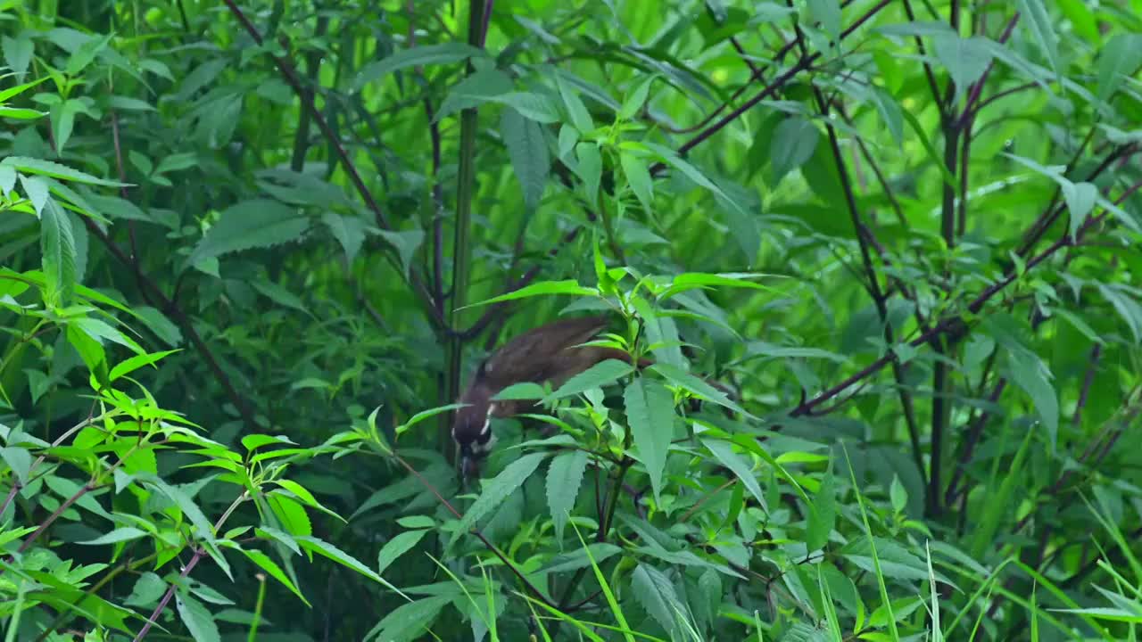 白颊噪鹛鸟视频素材