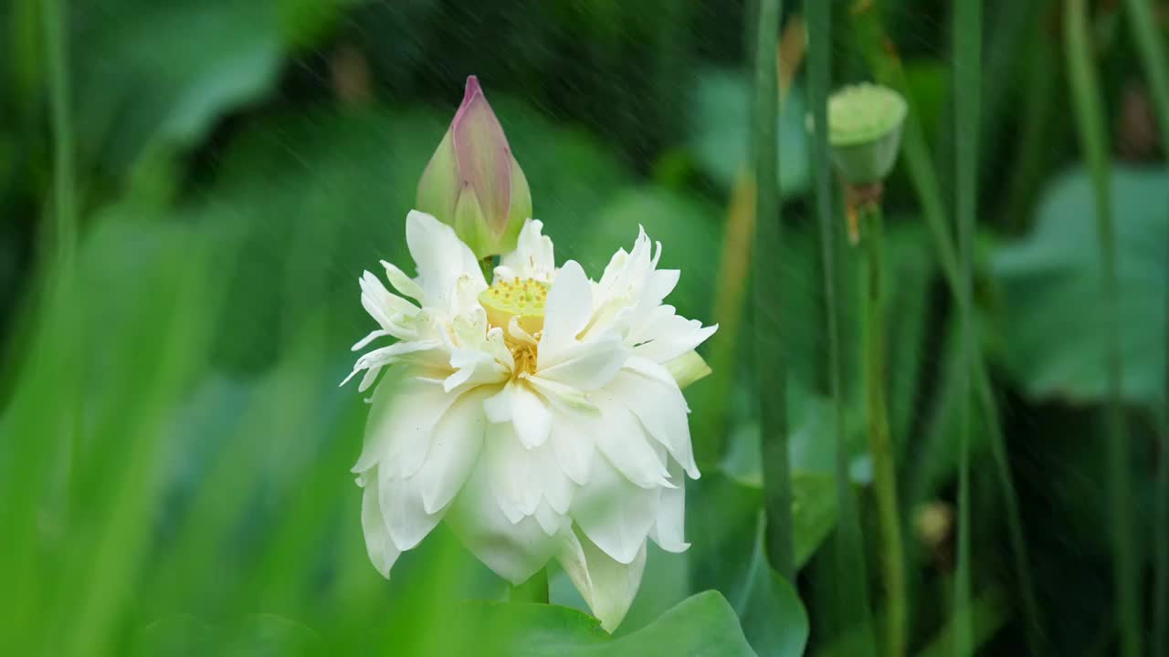 雨中摇曳的白莲花视频素材