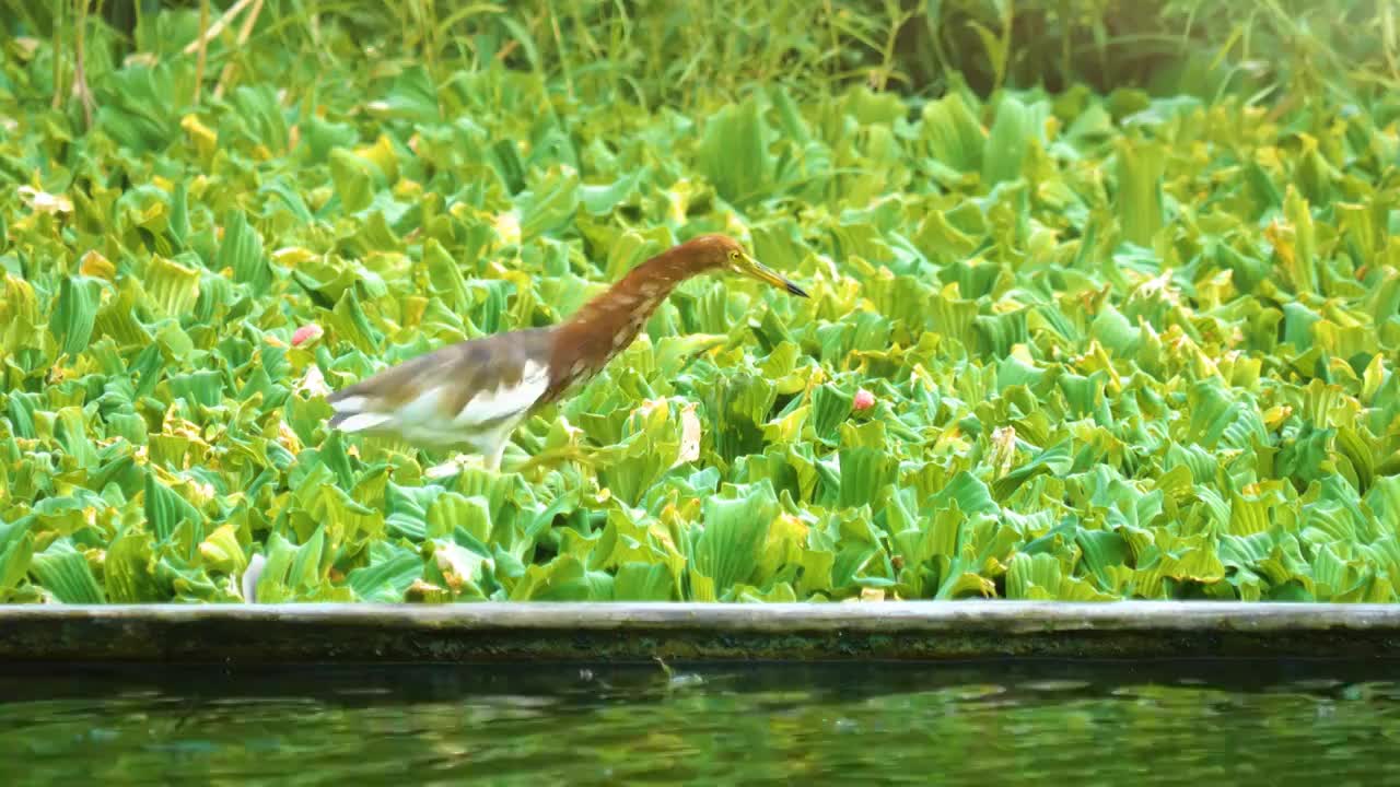 公园湖泊湿地边的池鹭是中型鹭鸟中型涉禽湿地水鸟鹳形目鹭科鸟类栖息于稻田池塘湖泊水库和沼泽湿地保护动物视频素材