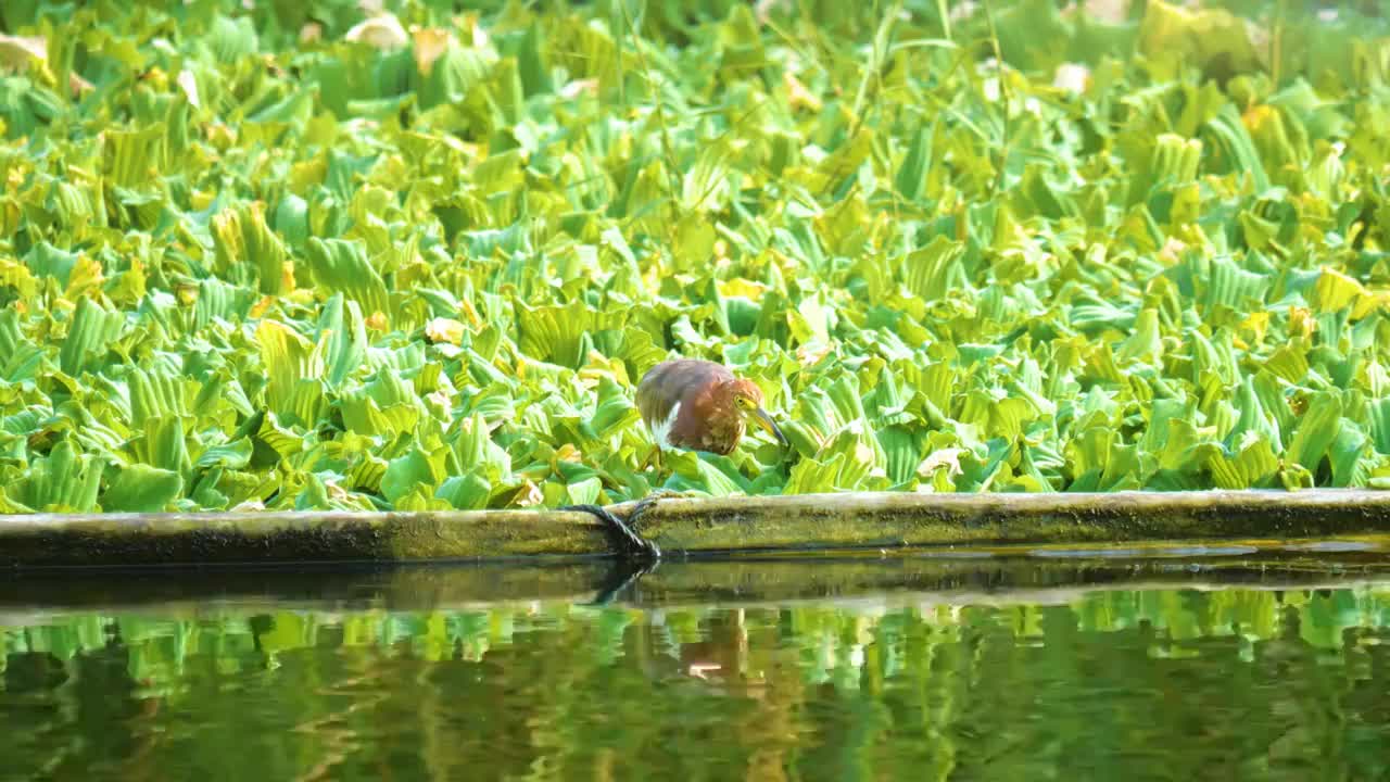 公园湖泊湿地边的池鹭是中型鹭鸟中型涉禽湿地水鸟鹳形目鹭科鸟类栖息于稻田池塘湖泊水库和沼泽湿地保护动物视频素材