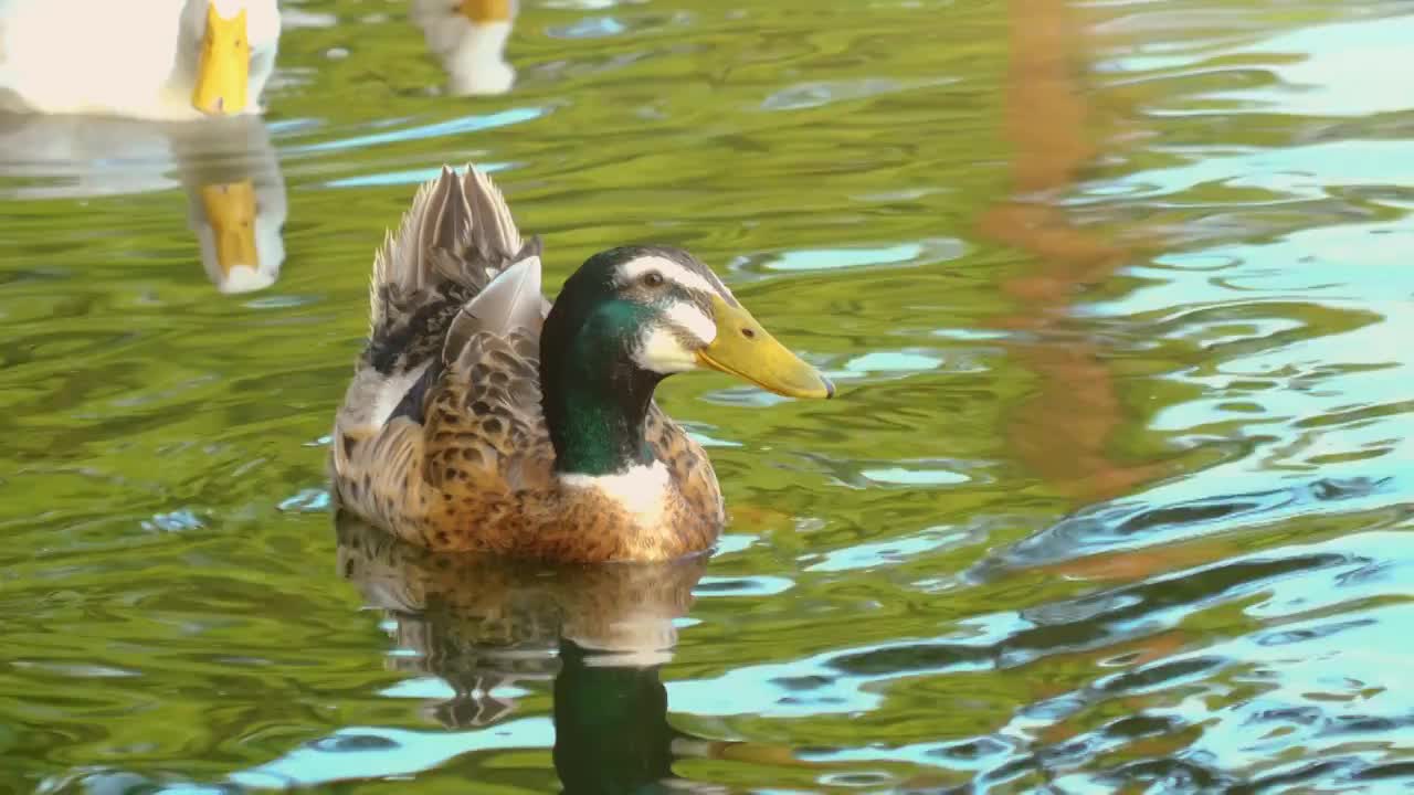 日落黄昏湿地森林湖泊自然公园保护区内成群的野鸭子正在水中自由游泳觅食保护区生态生机勃勃鸟类活动频繁视频素材