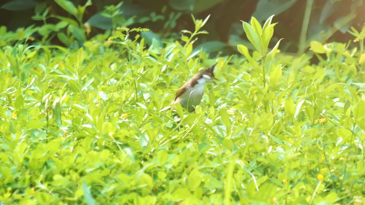 夕阳公园草坪红耳鹎可爱小鸟在玩耍头顶黑色羽冠栖息丘陵地带雨林中南方原生鸟种国家三有保护鸟类广东留鸟视频素材