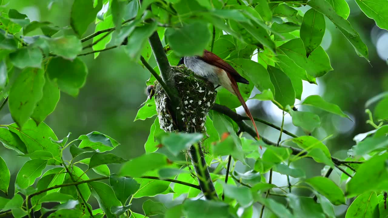 绶带鸟窝视频素材