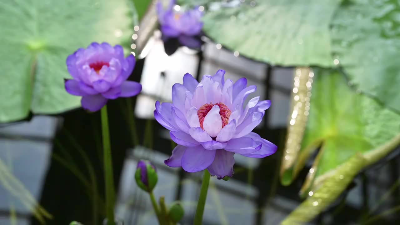 夏天的荷塘莲花盛开视频素材