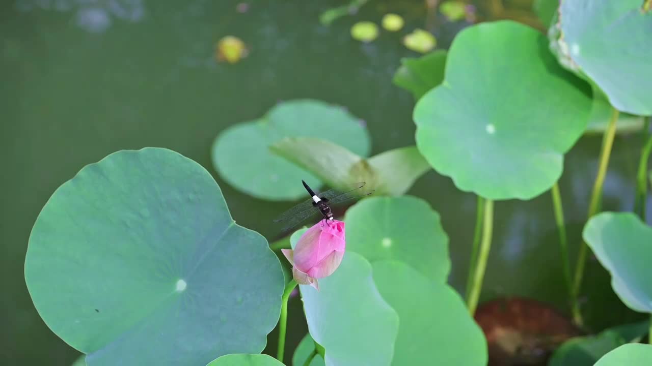 一只蜻蜓落在一朵含苞待放的荷花上视频素材